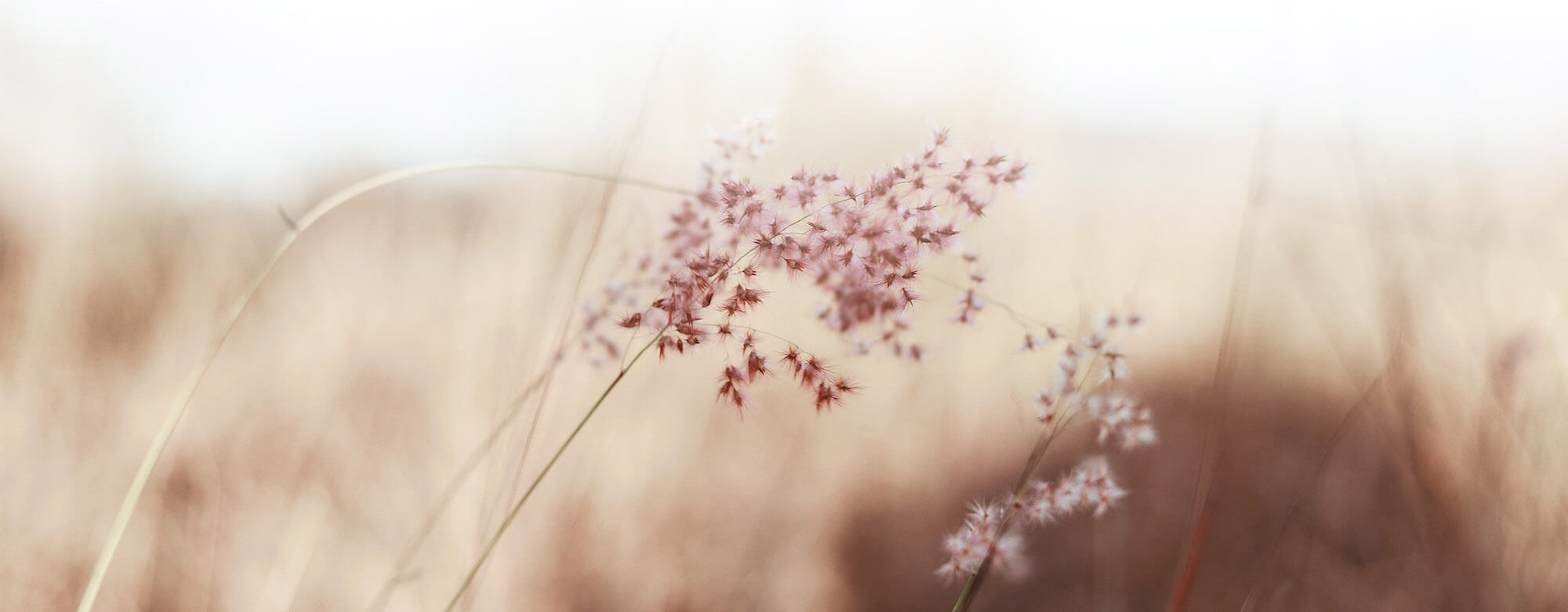 wheat flowers